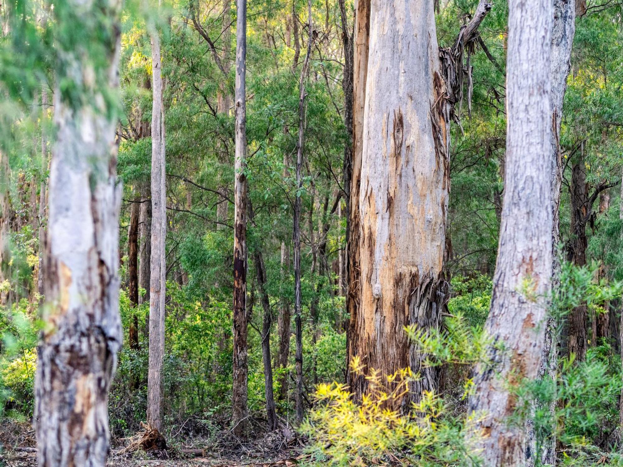 Jarrah Grove Forest Retreat - Adults Only Luxury Chalet Rosa Glen Екстериор снимка